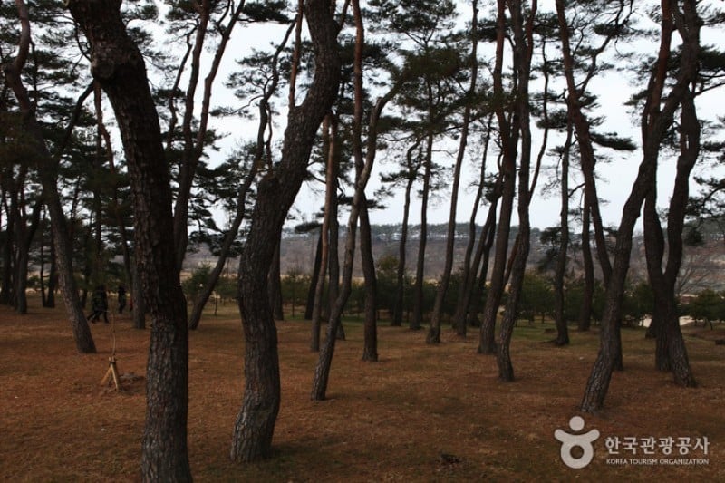 Andong Hahoe Folk Village [UNESCO World Heritage]  (74/83)
