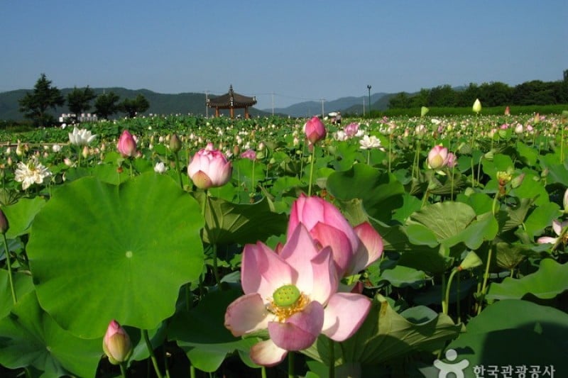 Gyeongju Donggung Palace and Wolji Pond  (19/24)