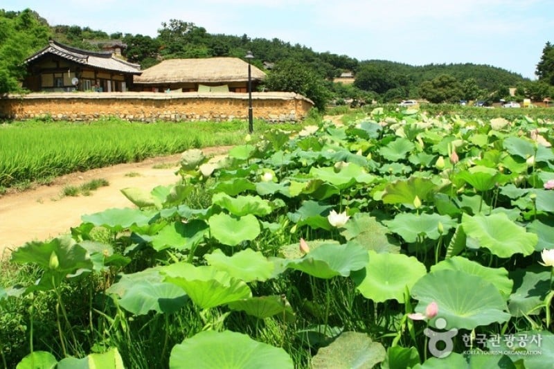 Gyeongju Yangdong Village [UNESCO World Heritage]  (3/45)