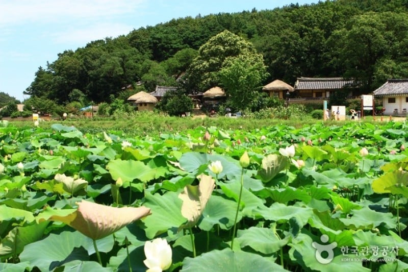 Gyeongju Yangdong Village [UNESCO World Heritage]  (6/45)