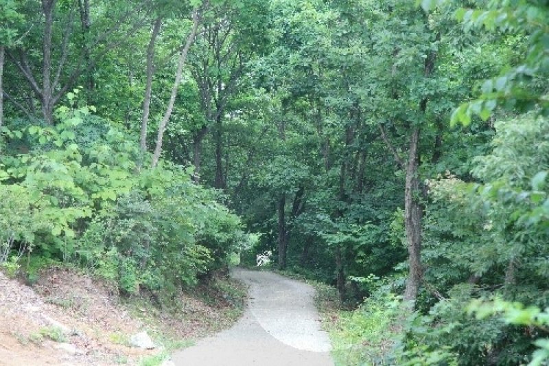 Tohamsan Recreational Forest (토함산자연휴양림) (2/11)