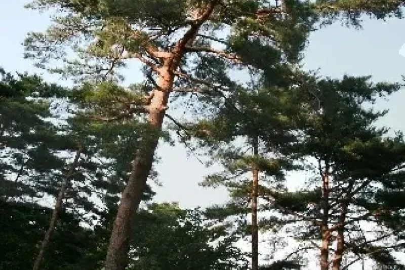 Chilbosan Mountain Natural Recreation Forest  (13/13)