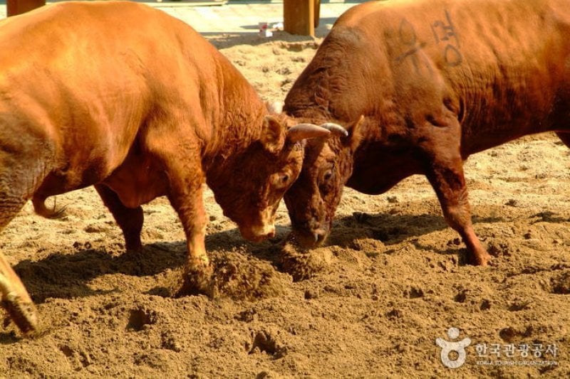 Cheongdo Bullfighting Festival  (1/5)
