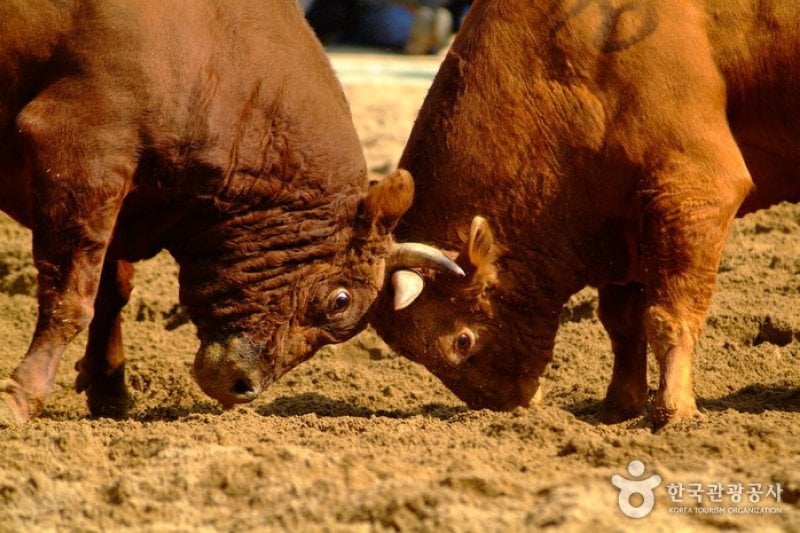 Cheongdo Bullfighting Festival  (2/5)
