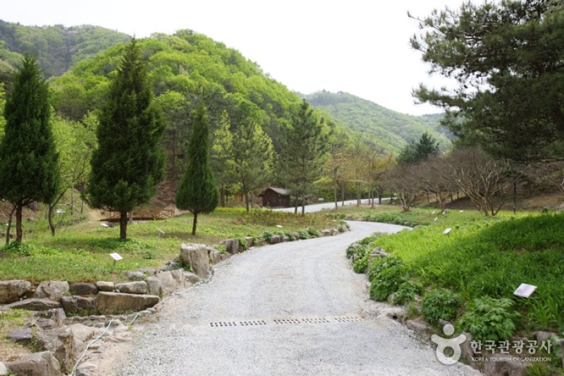 Buljeong Recreational Forest  (2/10)