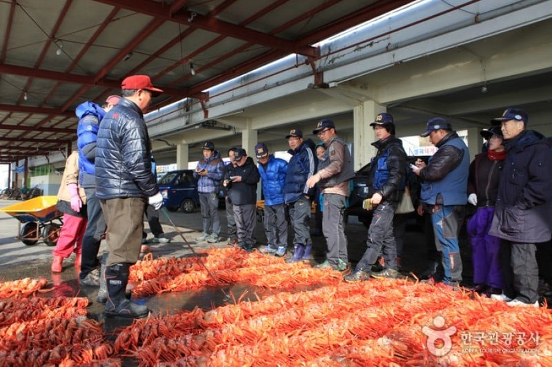 Yeongdeok Snow Crab Festival  (1/3)