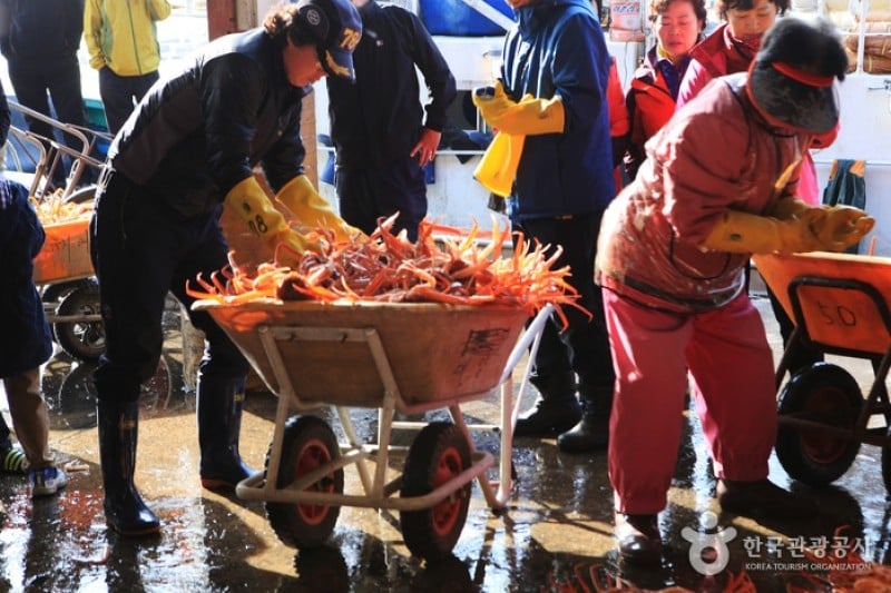 Yeongdeok Snow Crab Festival  (3/3)