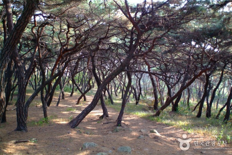 Royal Tomb of Queen Seondeok  (1/8)