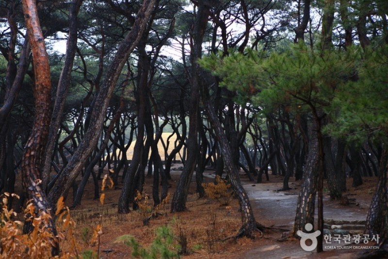 Royal Tomb of Queen Seondeok  (5/8)