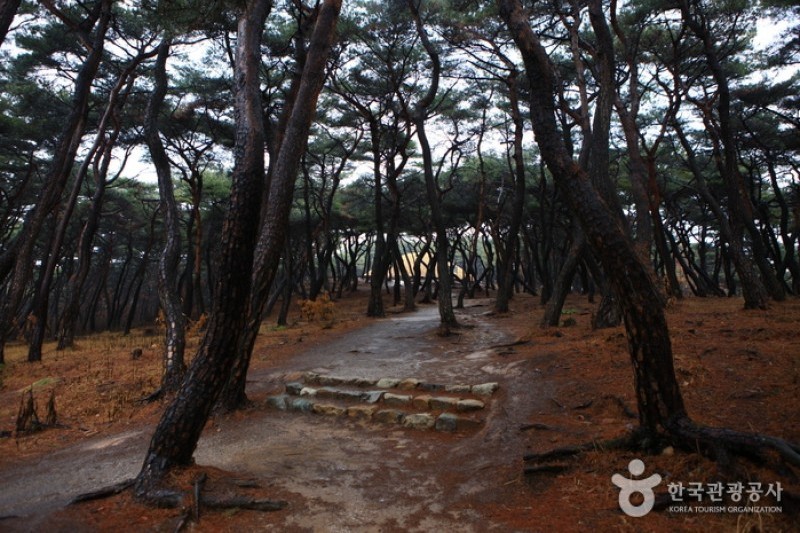 Royal Tomb of Queen Seondeok  (6/8)