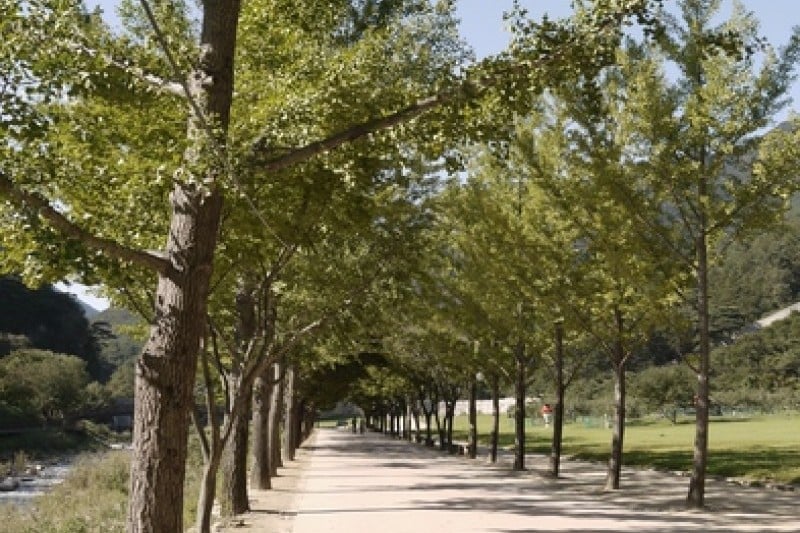 Mungyeong Saejae Provincial Park  (24/46)