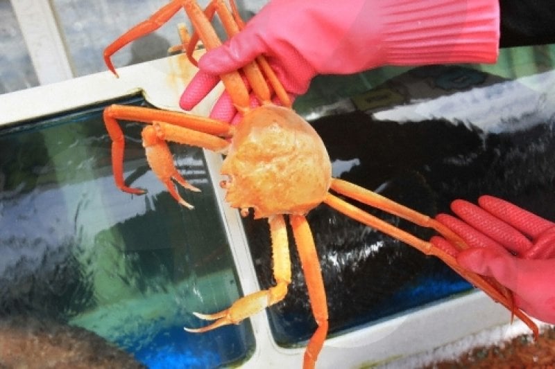 Uljin Snow Crab Festival   (3/5)