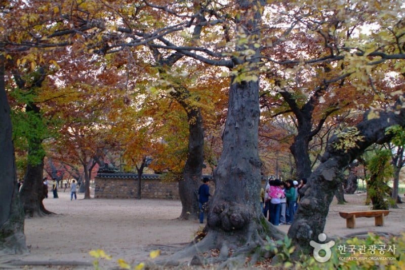 Gyeongju Gyerim Forest  (3/10)