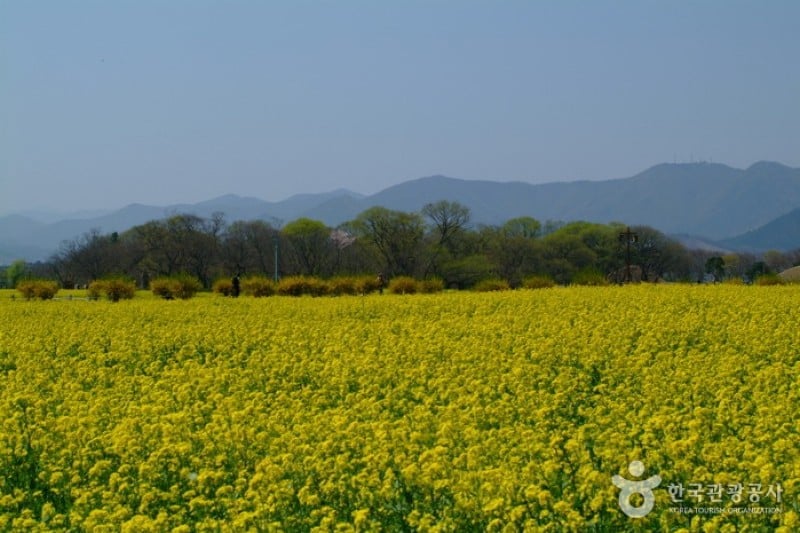 Gyeongju Gyerim Forest  (5/10)