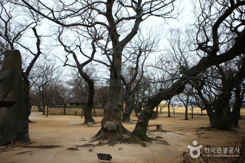 Gyeongju Gyerim Forest  (7/10)
