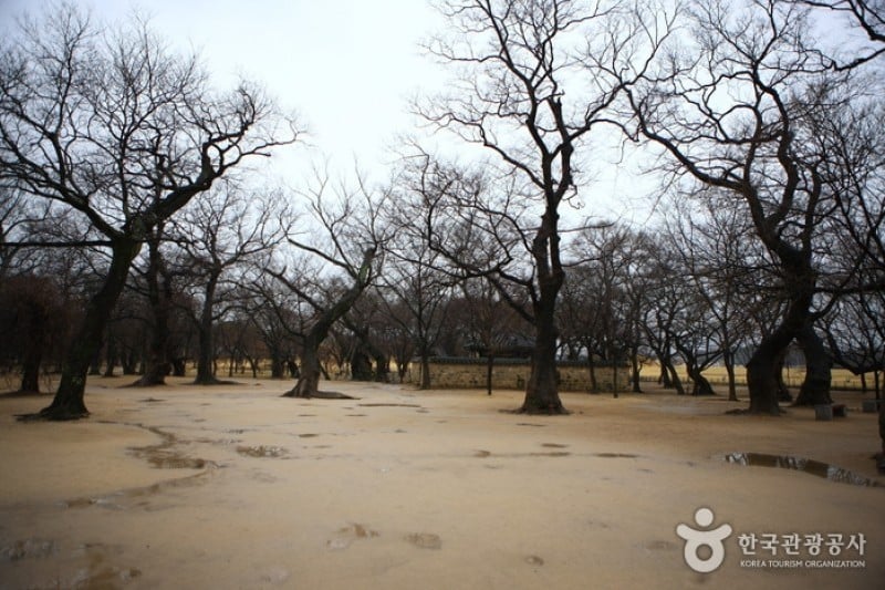 Gyeongju Gyerim Forest  (8/10)