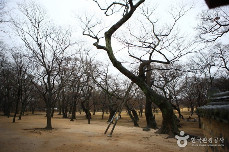 Gyeongju Gyerim Forest  (10/10)