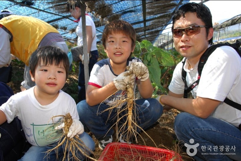 Yeongju Punggi Insam Festival  (7/8)