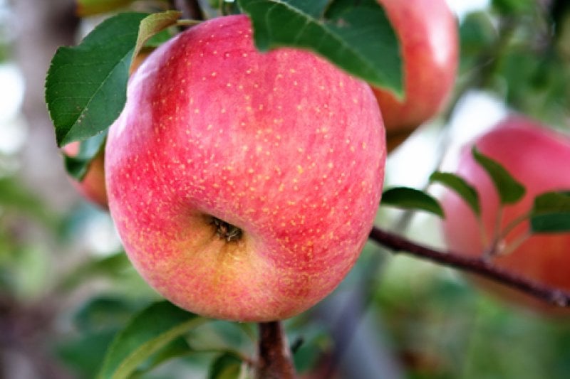 Cheongsong Apple Festival  (1/6)