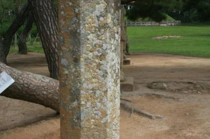 Gyeongju Gwaereung Tomb (경주 원성왕릉) (11/12)