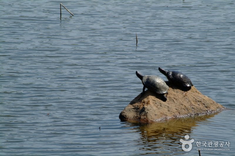 Seochulji Pond in Gyeongju  (5/5)