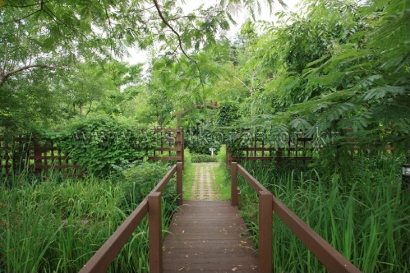 Gayasan Wildflower Botanical Garden  (19/27)