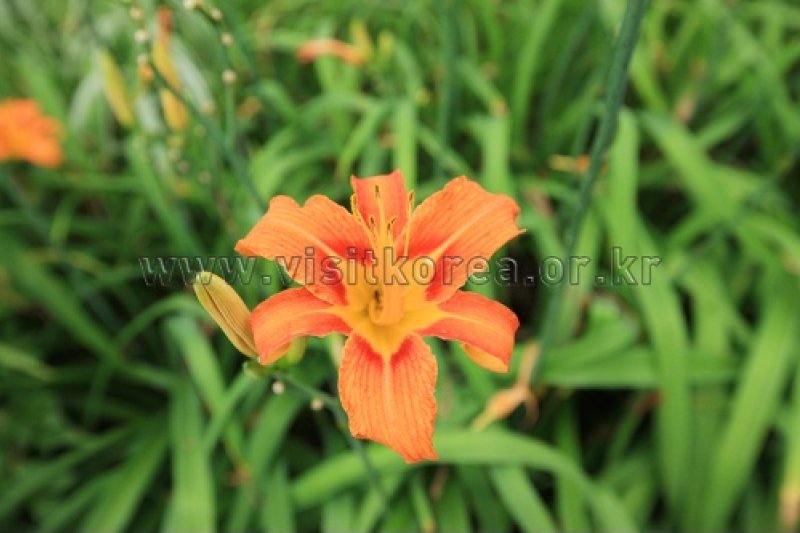 Gayasan Wildflower Botanical Garden  (21/27)