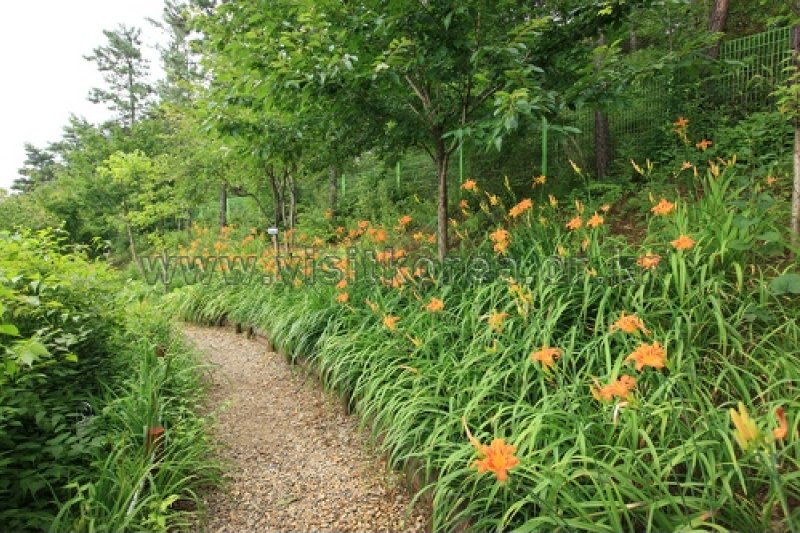 Gayasan Wildflower Botanical Garden  (22/27)