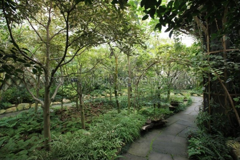 Gayasan Wildflower Botanical Garden  (26/27)