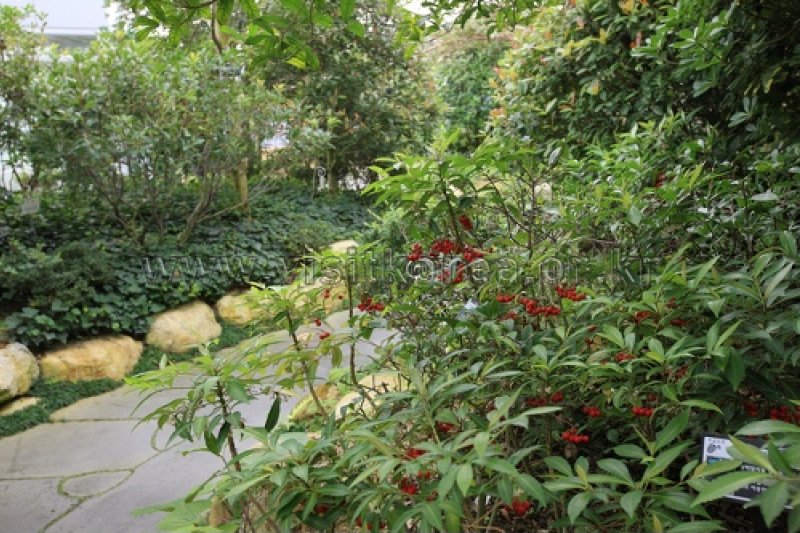 Gayasan Wildflower Botanical Garden  (27/27)