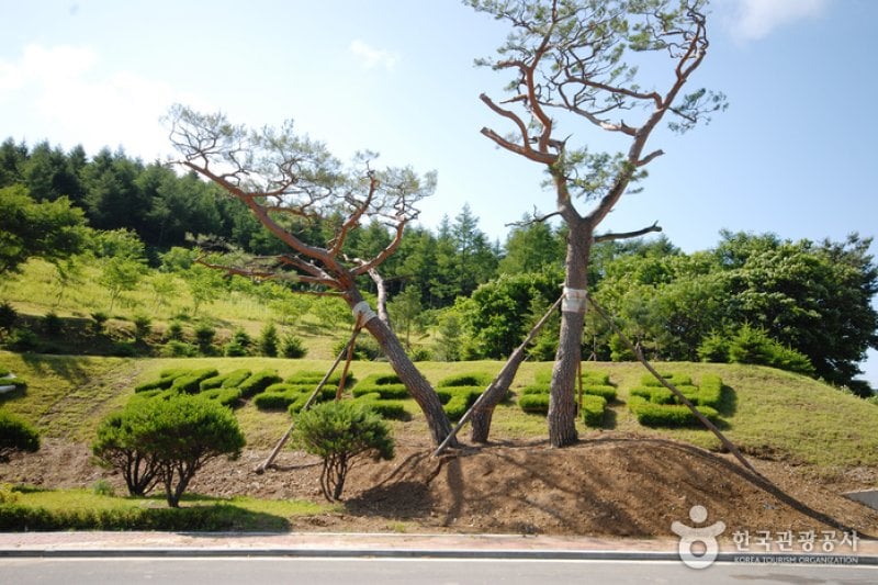 Gyeongsangbuk-do Arboretum  (2/16)