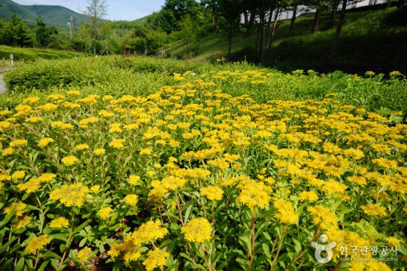 Gyeongsangbuk-do Arboretum  (9/16)