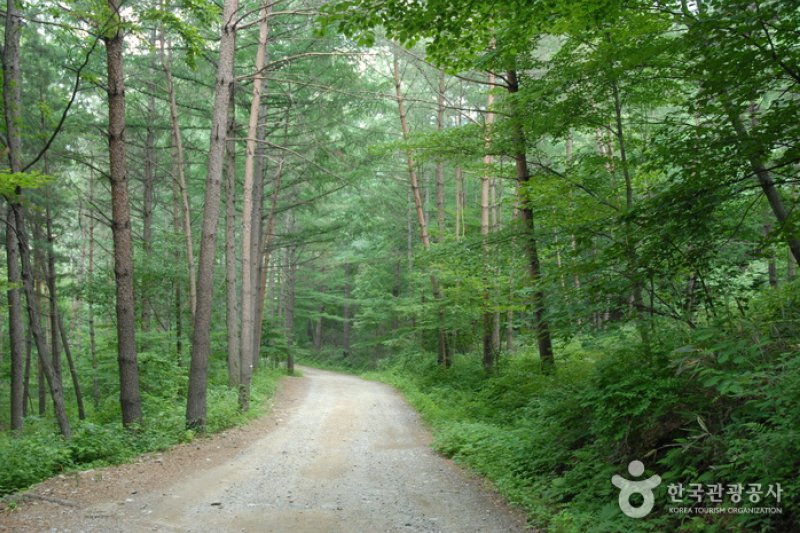 Cheongoksan Recreational Forest (국립 청옥산자연휴양림) (2/13)