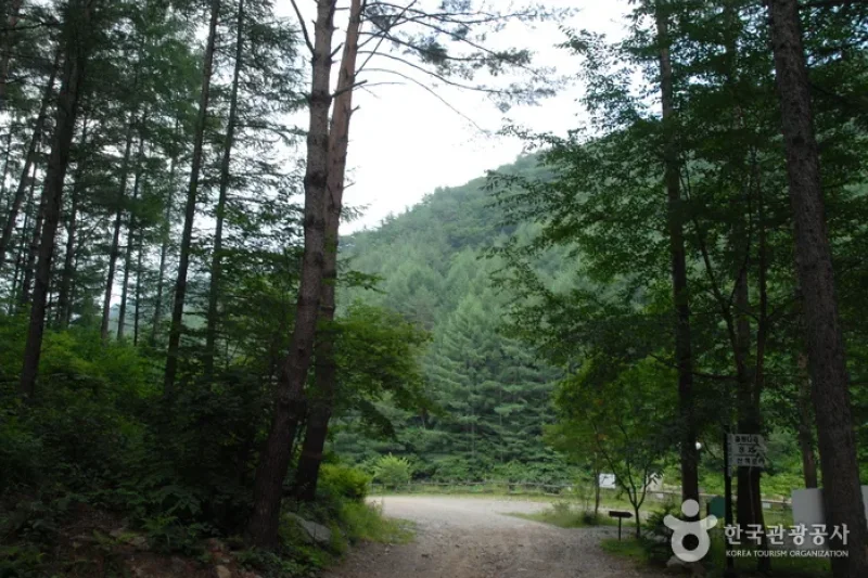 Cheongoksan Recreational Forest (국립 청옥산자연휴양림) (8/13)
