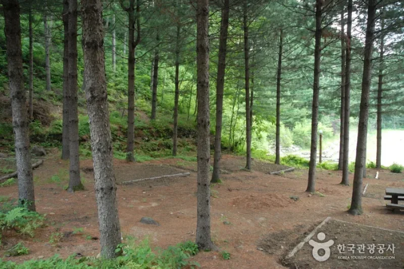 Cheongoksan Recreational Forest (국립 청옥산자연휴양림) (13/13)