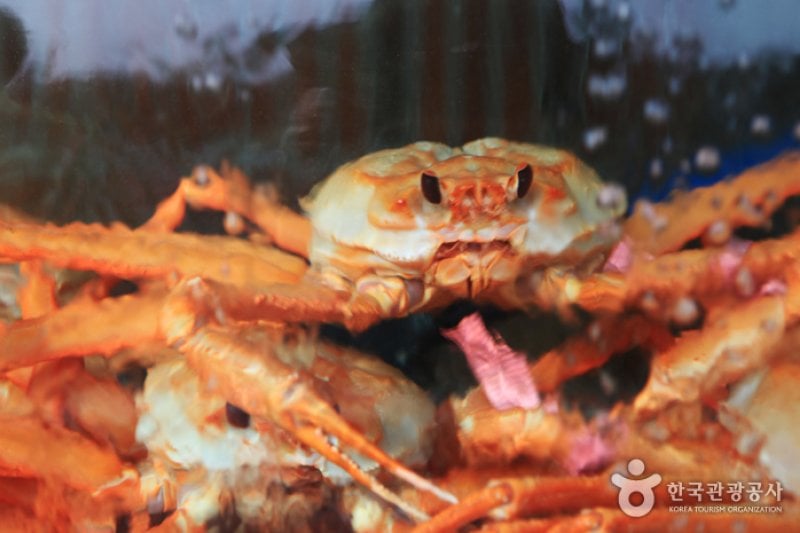 Yeongdeok Crab Village  (4/10)