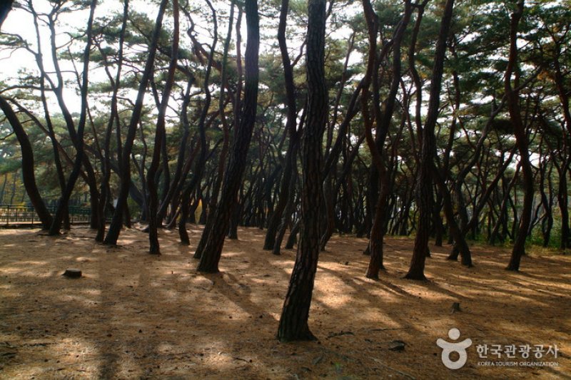 Gyeongju Samneung  (2/9)