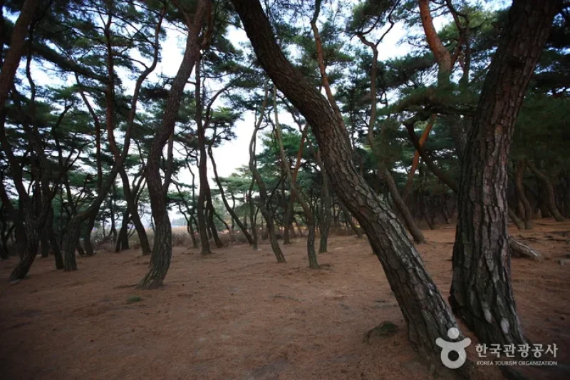 Gyeongju Samneung  (6/9)