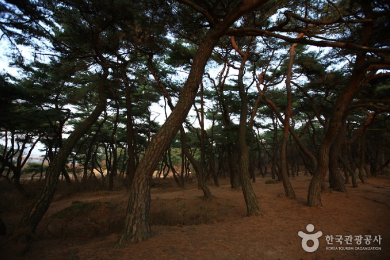 Gyeongju Samneung  (7/9)
