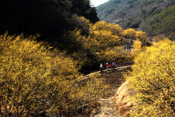 Uiseong Sansuyu Flower Festival