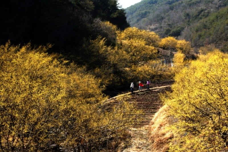 Uiseong Sansuyu Flower Festival  (1/9)