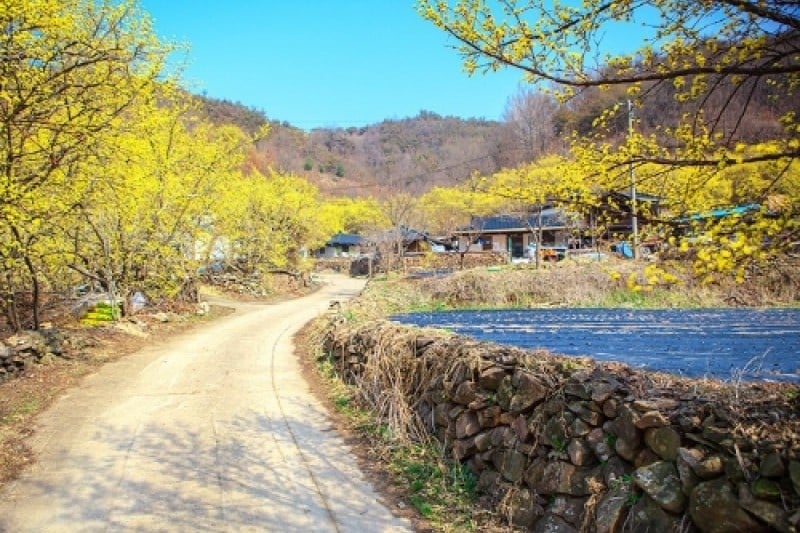 Uiseong Sansuyu Flower Festival  (4/9)