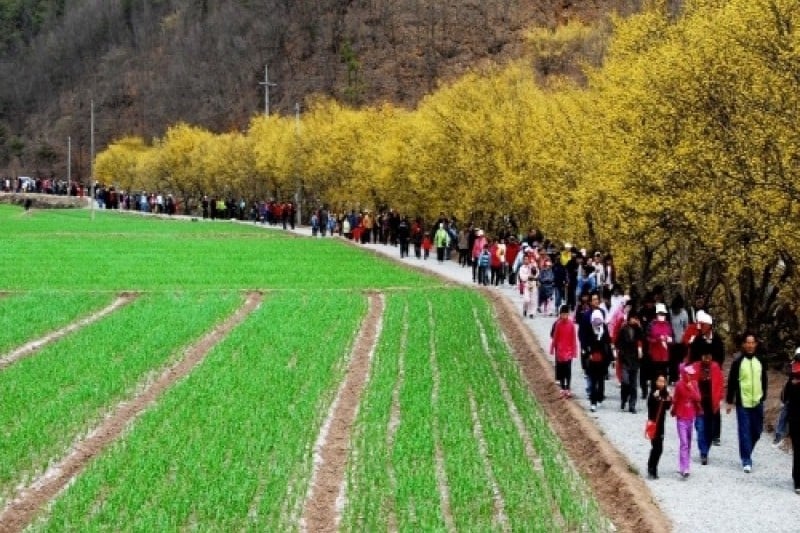 Uiseong Sansuyu Flower Festival  (5/9)