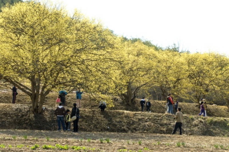 Uiseong Sansuyu Flower Festival  (7/9)