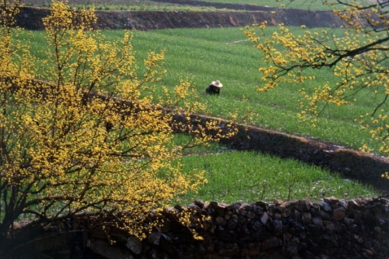 Uiseong Sansuyu Flower Festival  (9/9)