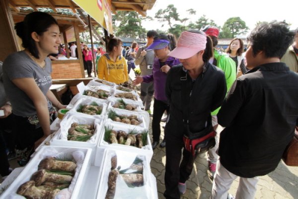 Uljin Geumgang Songi Mushroom Festival