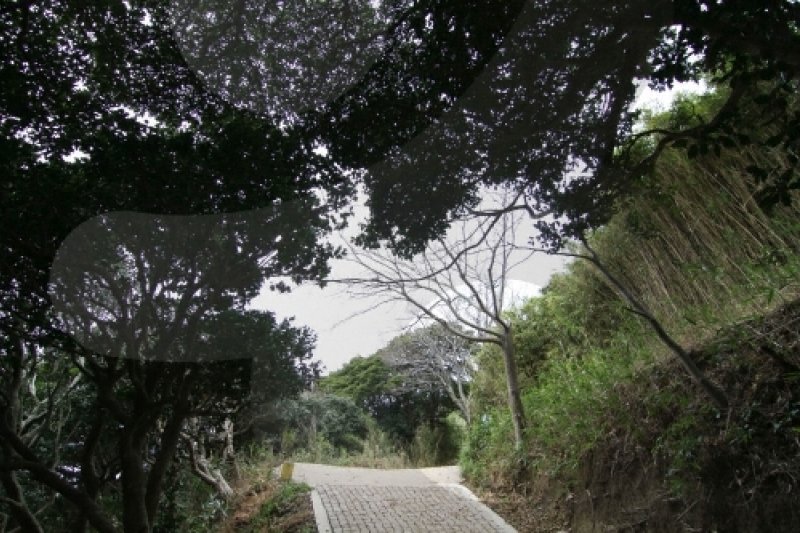 Ulleung Daepunggam Aromatic Tree Inhabitants (울릉 대풍감 향나무 자생지) (3/8)