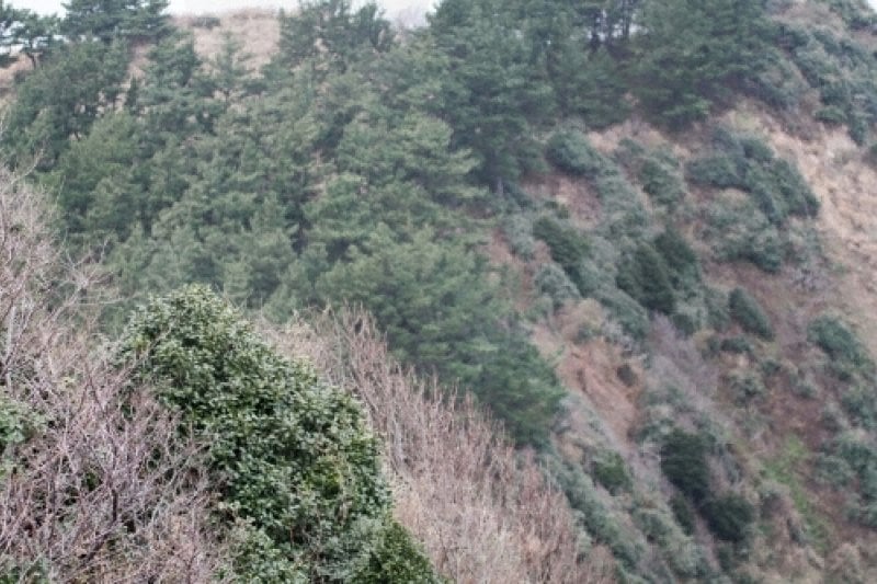 Ulleung Daepunggam Aromatic Tree Inhabitants (울릉 대풍감 향나무 자생지) (6/8)
