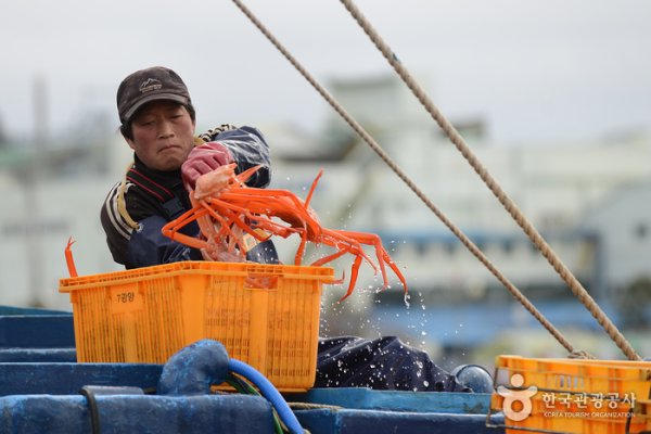 Uljin Snow Crab Festival