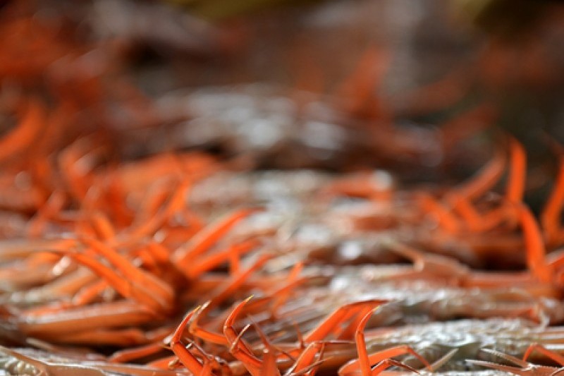 Uljin Snow Crab Festival  (3/6)